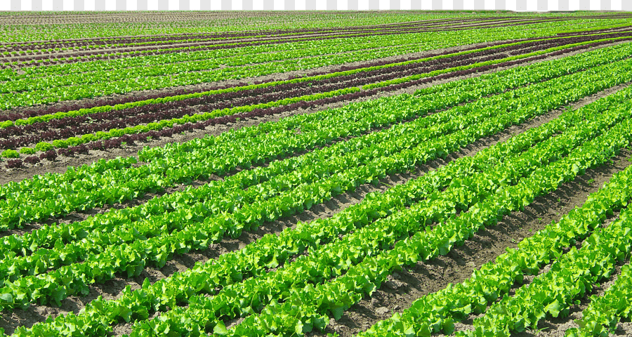 Filière Agriculture Tropicale Production Végétale — BTS / DUT