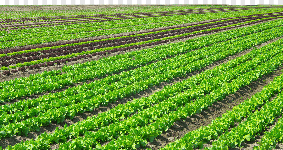 Filière Agriculture Tropicale Production Végétale — BTS / DUT